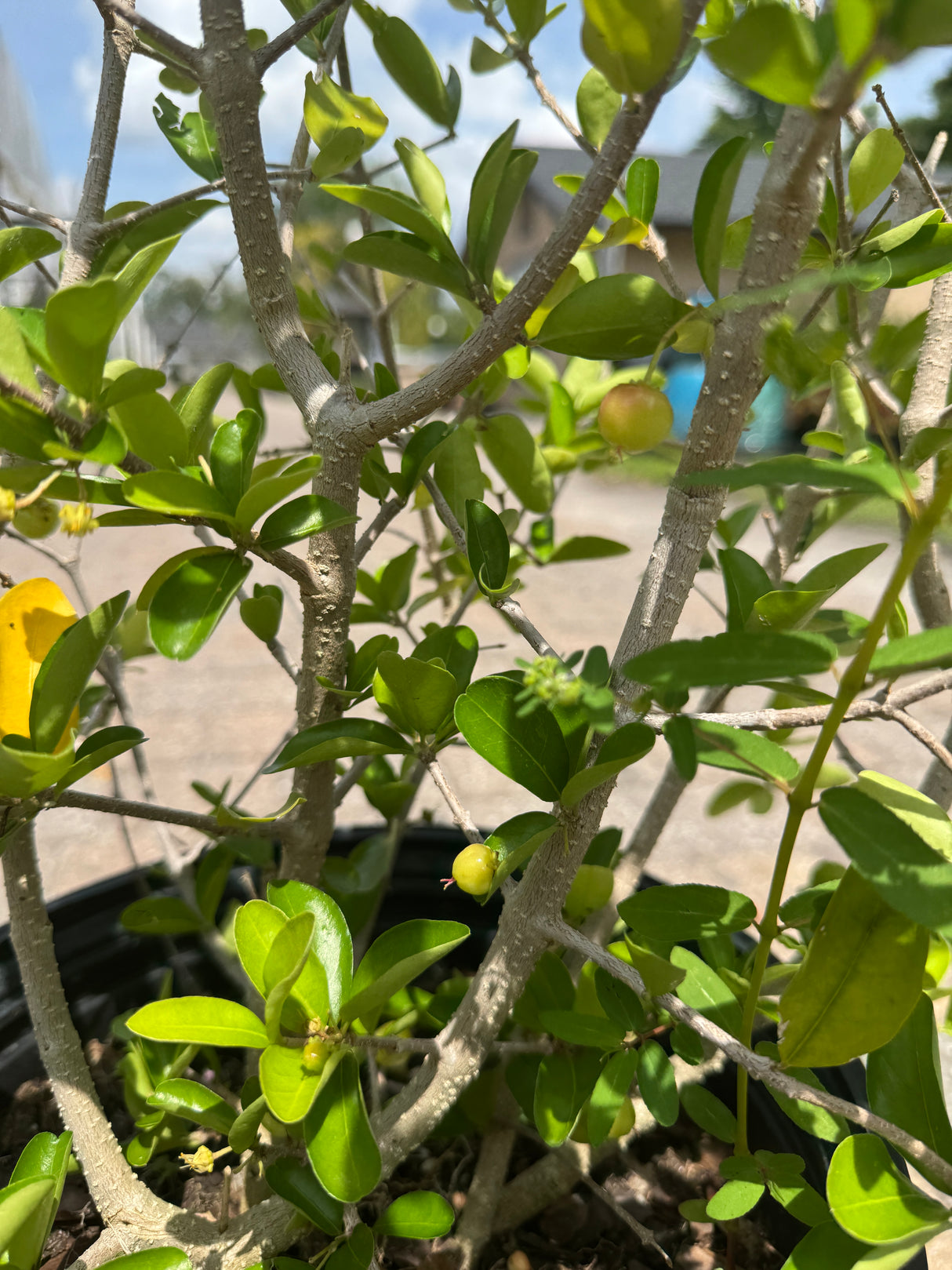 Barbados Cherries growing on plant