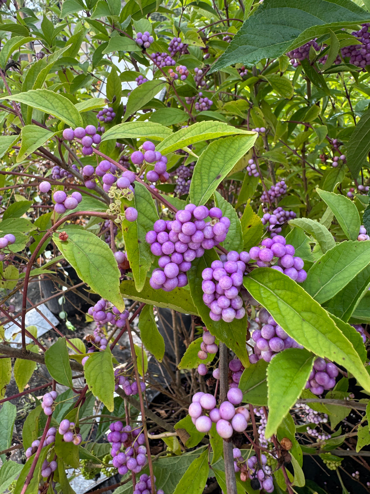 Beauty Berry