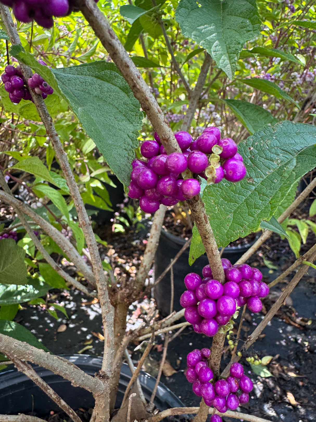 Beauty Berry
