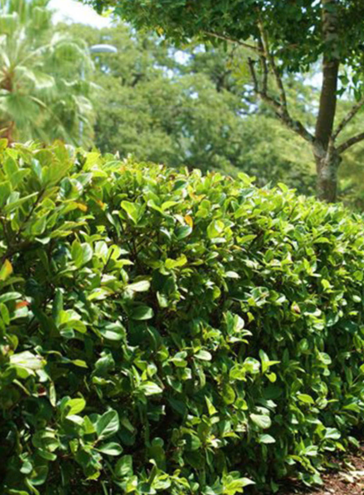 Viburnum Suspensum