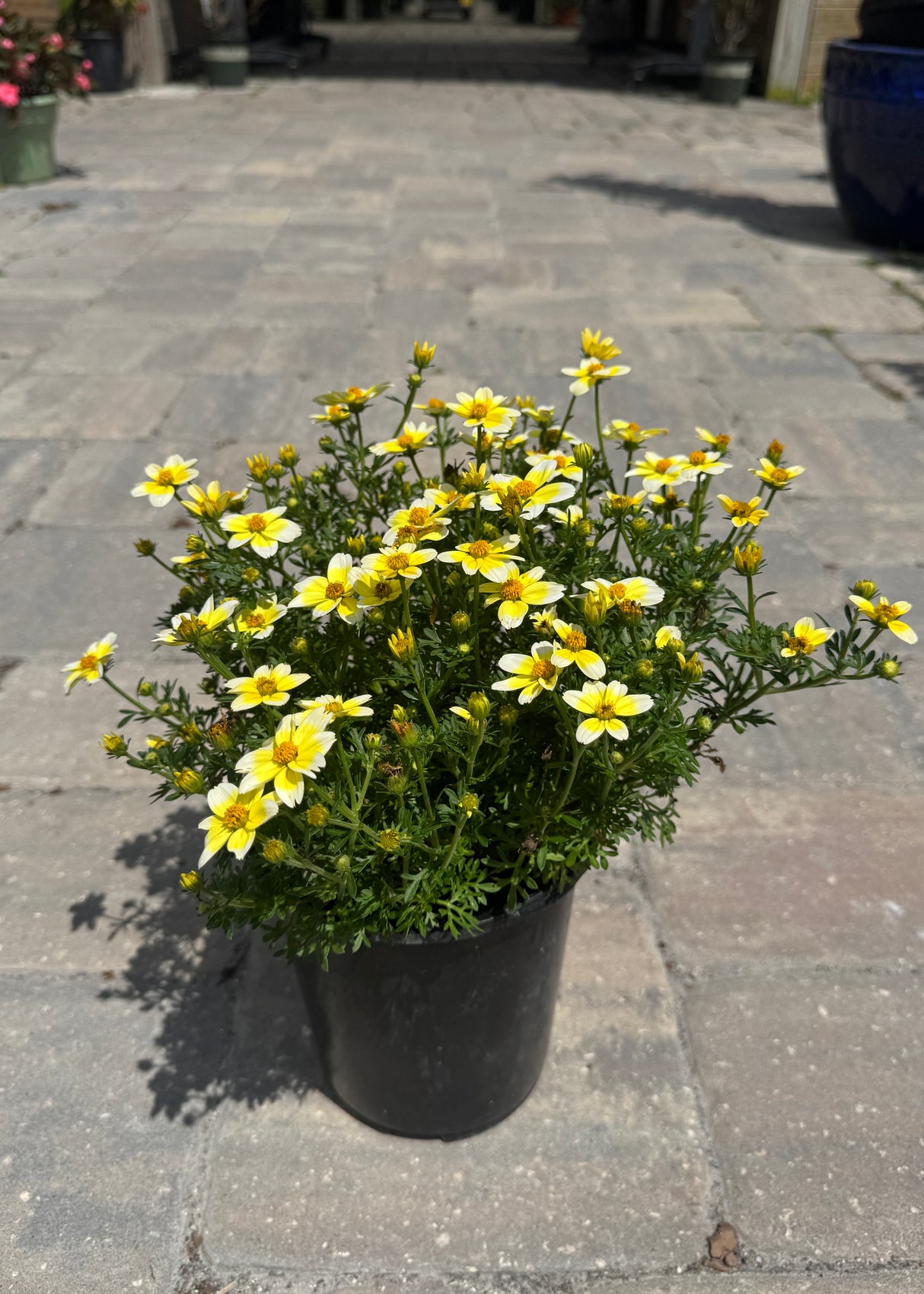 Biden plant with yellow flowers in one gallon