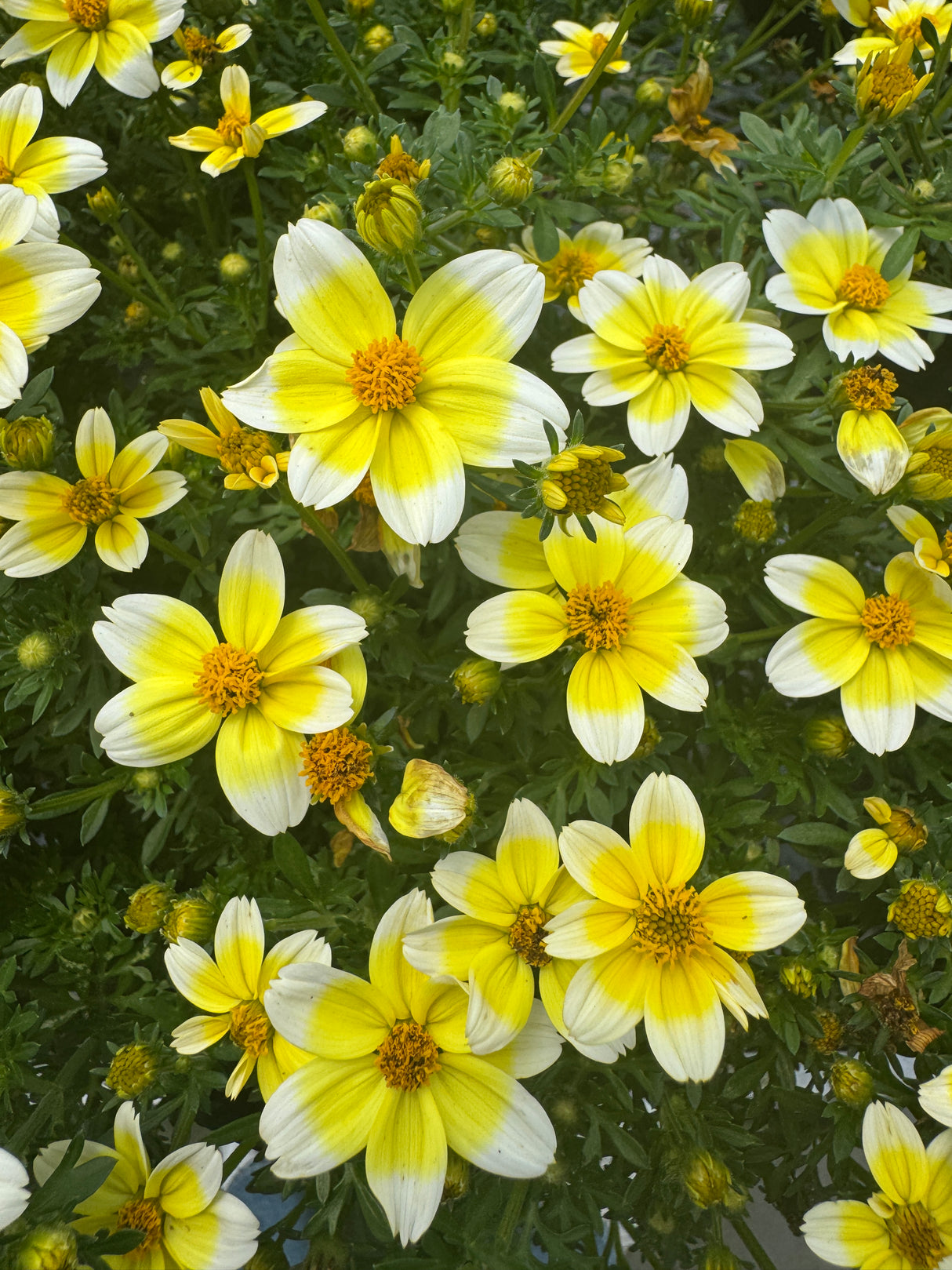 yellow Biden flowers