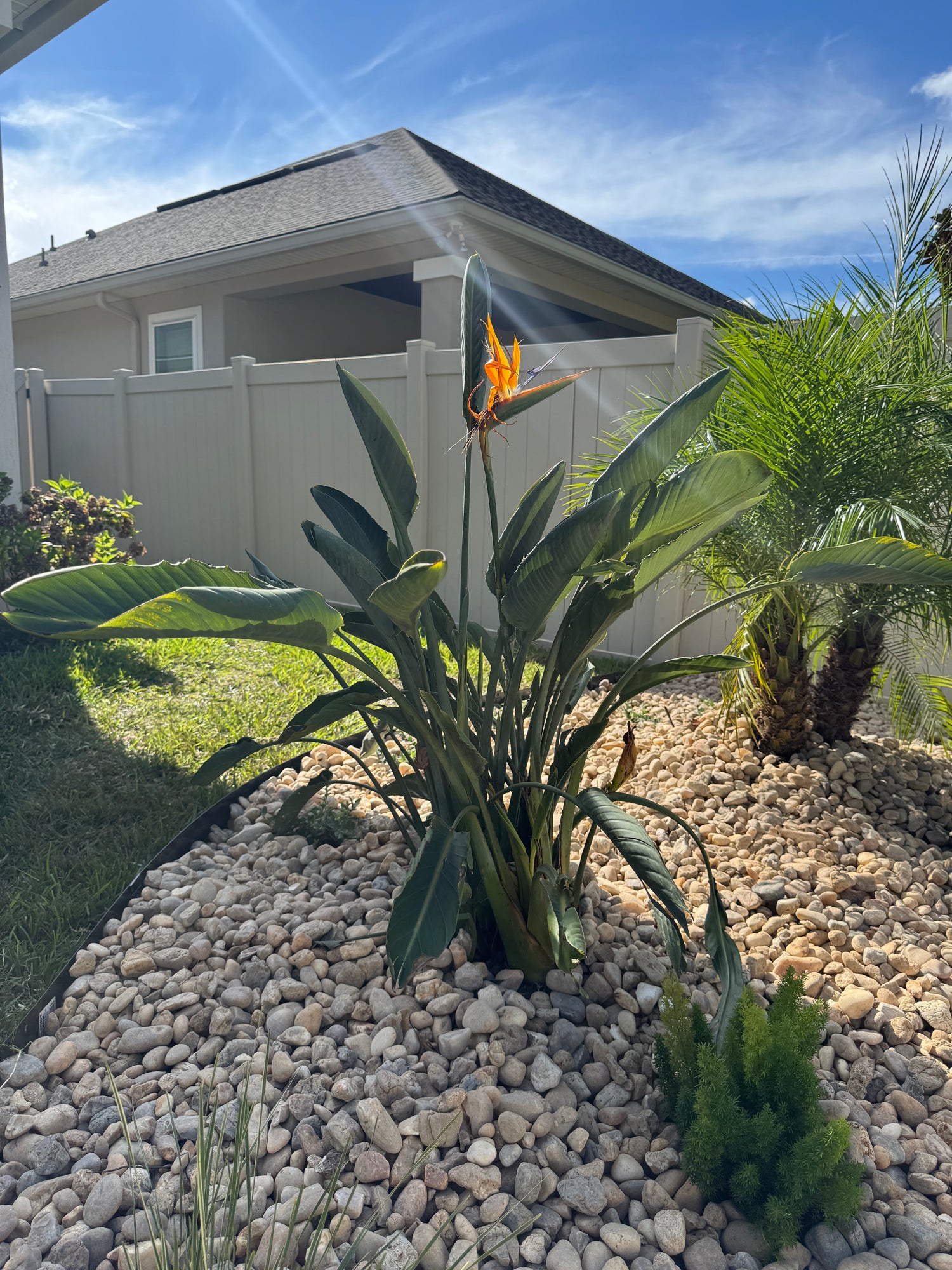 Bird of paradise plant in front of a house with a rocky garden bed.