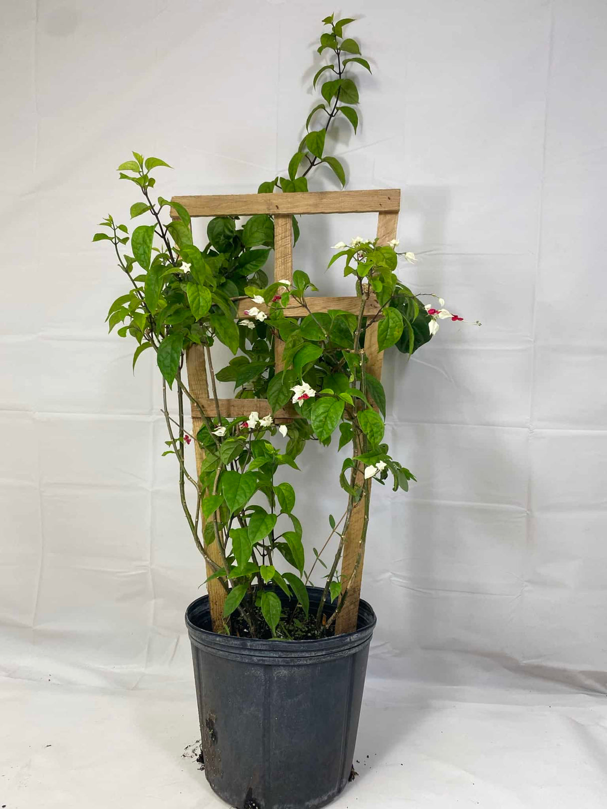 bleeding heart in 3-gallon container