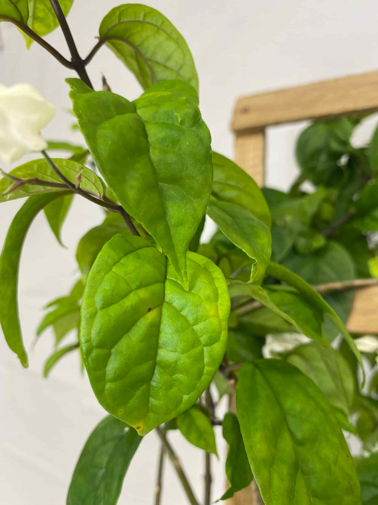 foliage of bleeding heart plant
