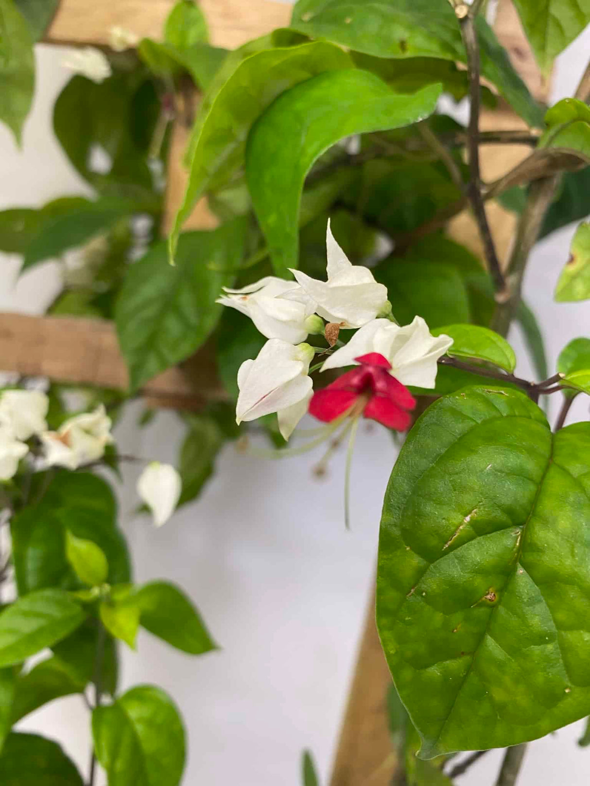 bleeding hearts plant on trellis with white flowers
