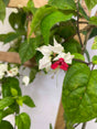 bleeding hearts plant on trellis with white flowers