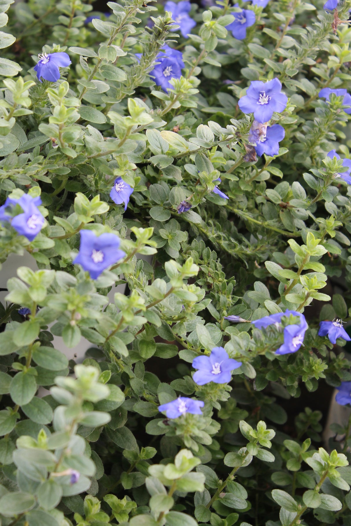 Close-up of green leaves with small blue flowers