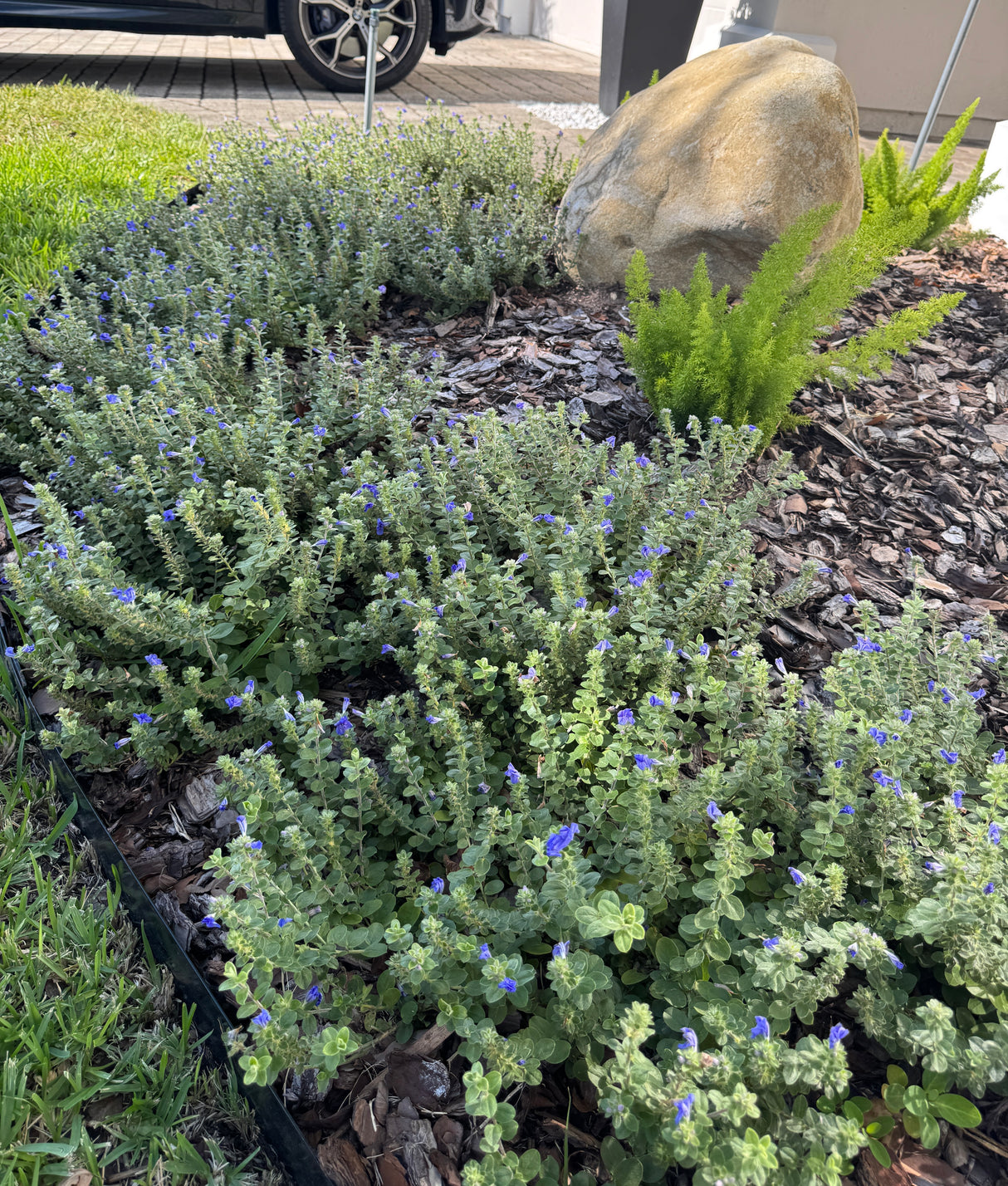 Bush with small blue flowers in a garden setting with rocks and plants.