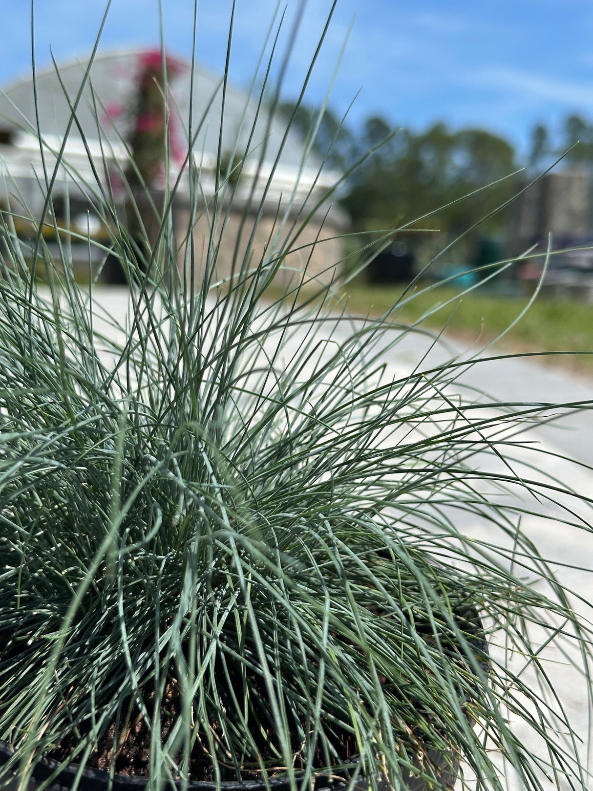 Blue Fescue Grass at Liberty Landscape Supply