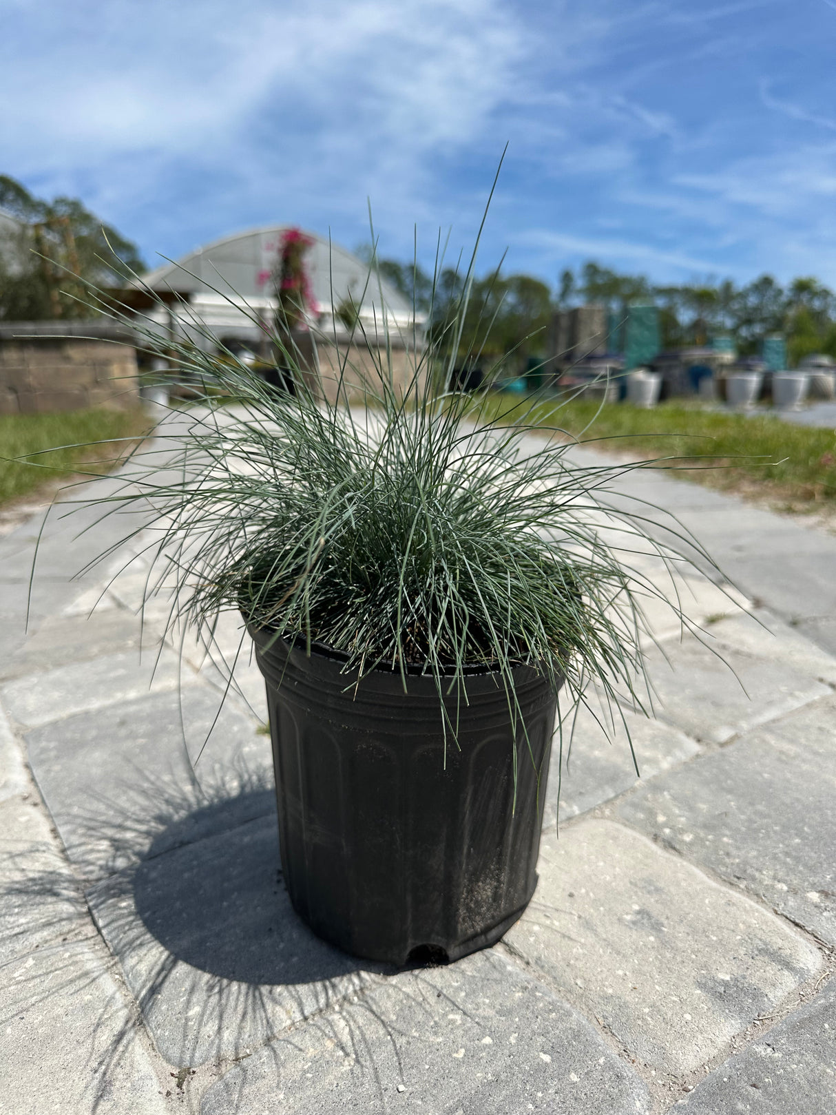 Dwarf Blue Fescue in one-gallon pot