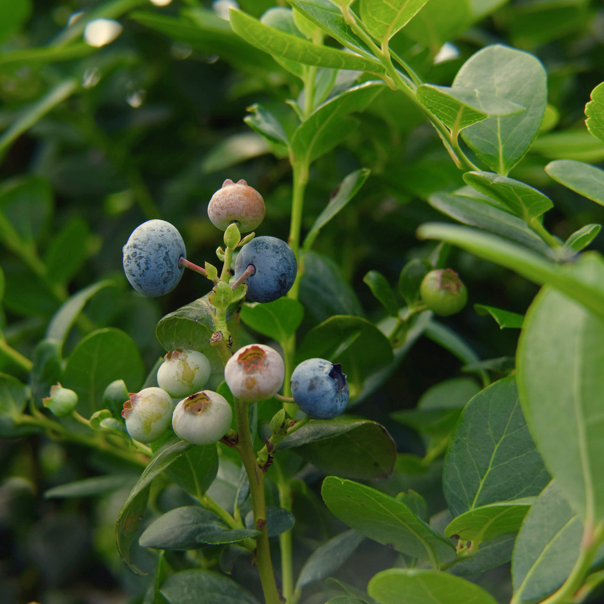 Blueberry