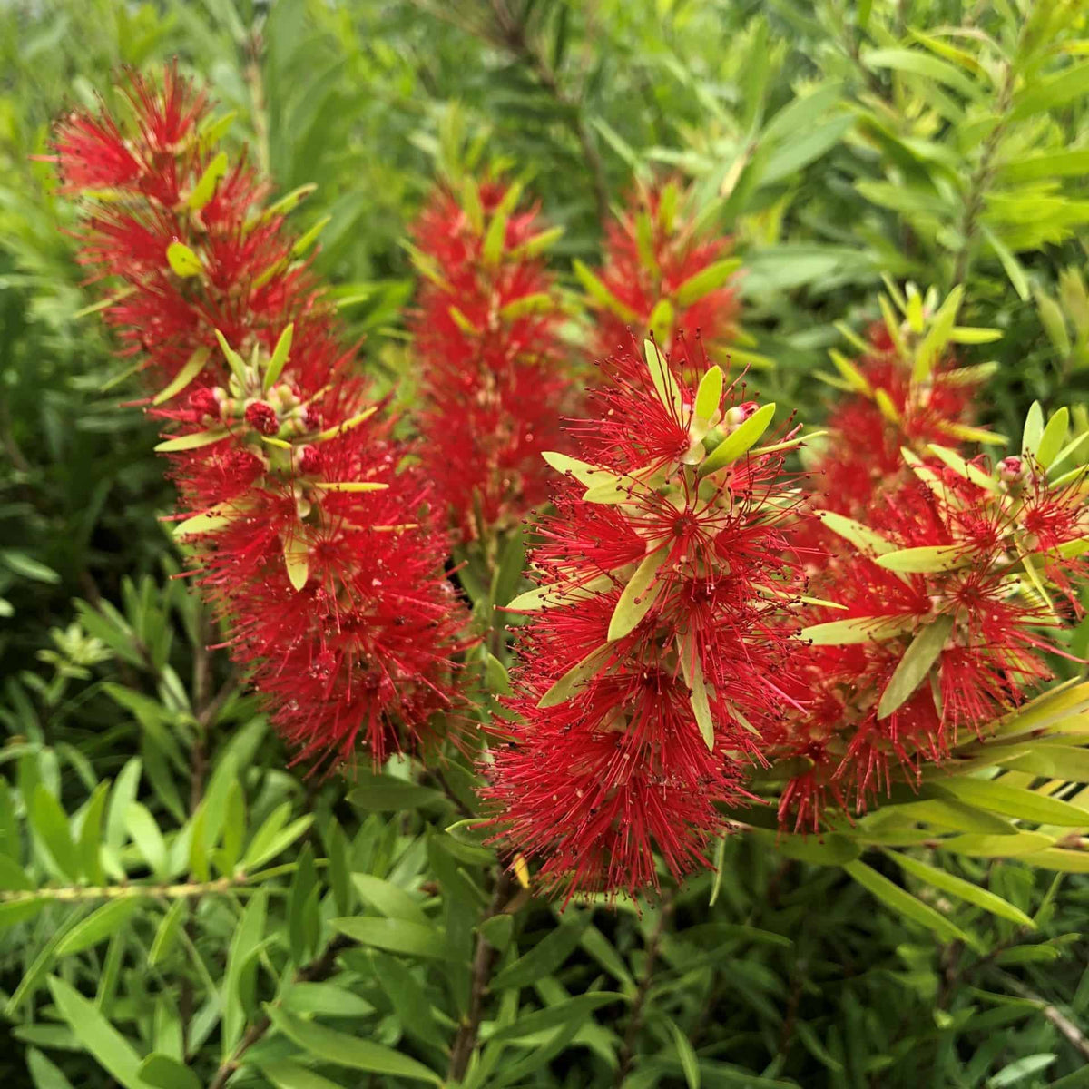 can bottlebrush be planted in a pot Dwarf Bottlebrush – Liberty Landscape Supply