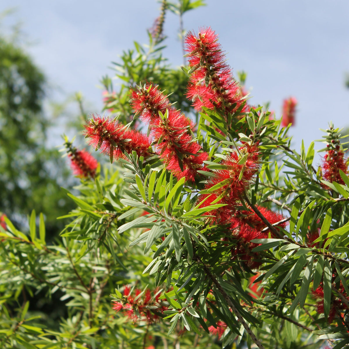 best fertilizer for bottlebrush plant Bottlebrush – Liberty Landscape Supply