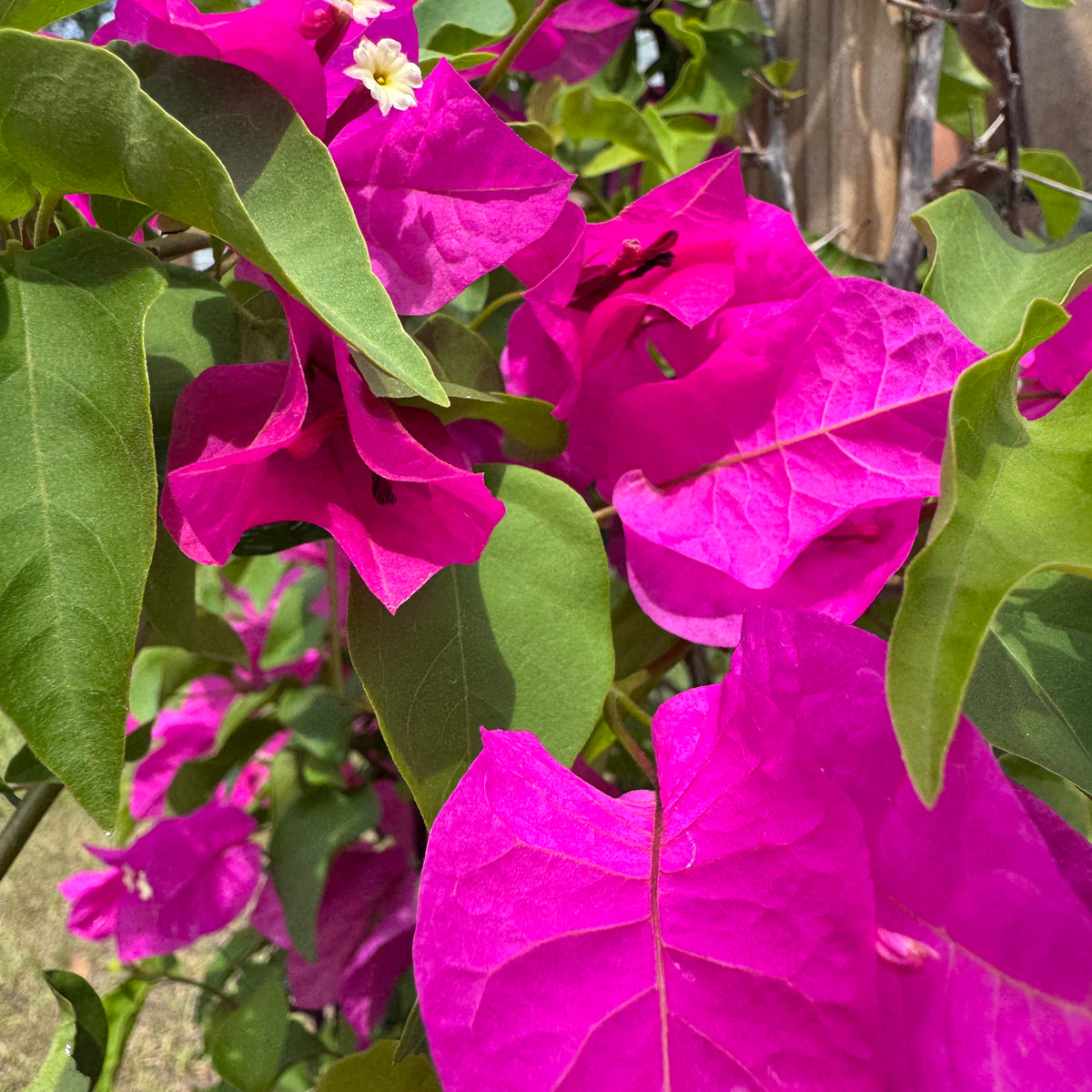 Bougainvillea – Liberty Landscape Supply