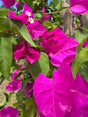 Close-up of vibrant purple, pink flowers with green leaves