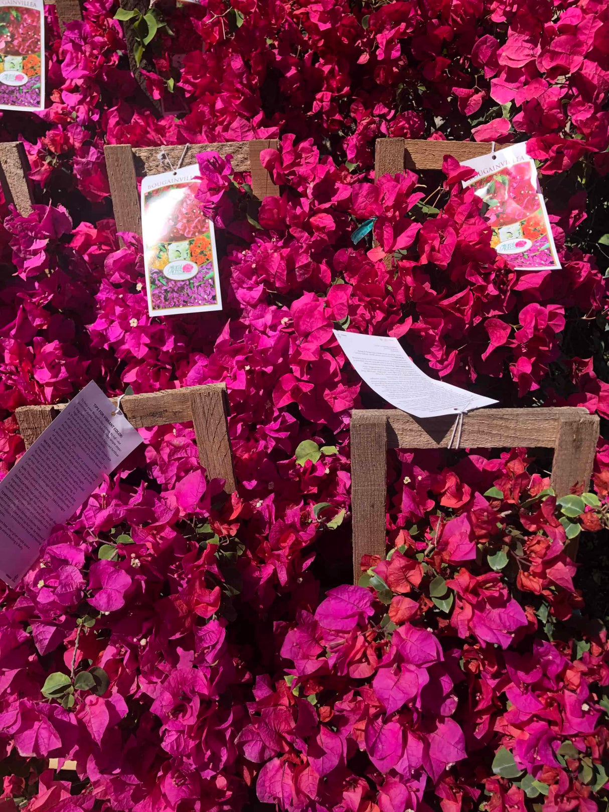 sea of Bougainvillea flowers