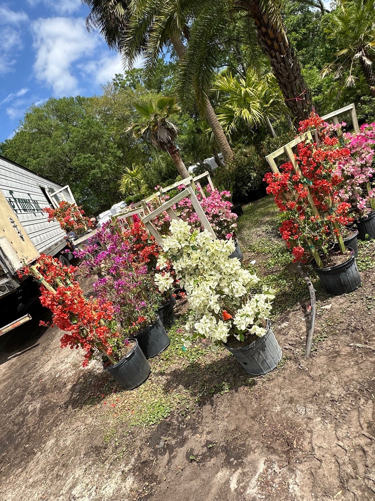 Bougainvillea plant in 7-gallon pot on trellis