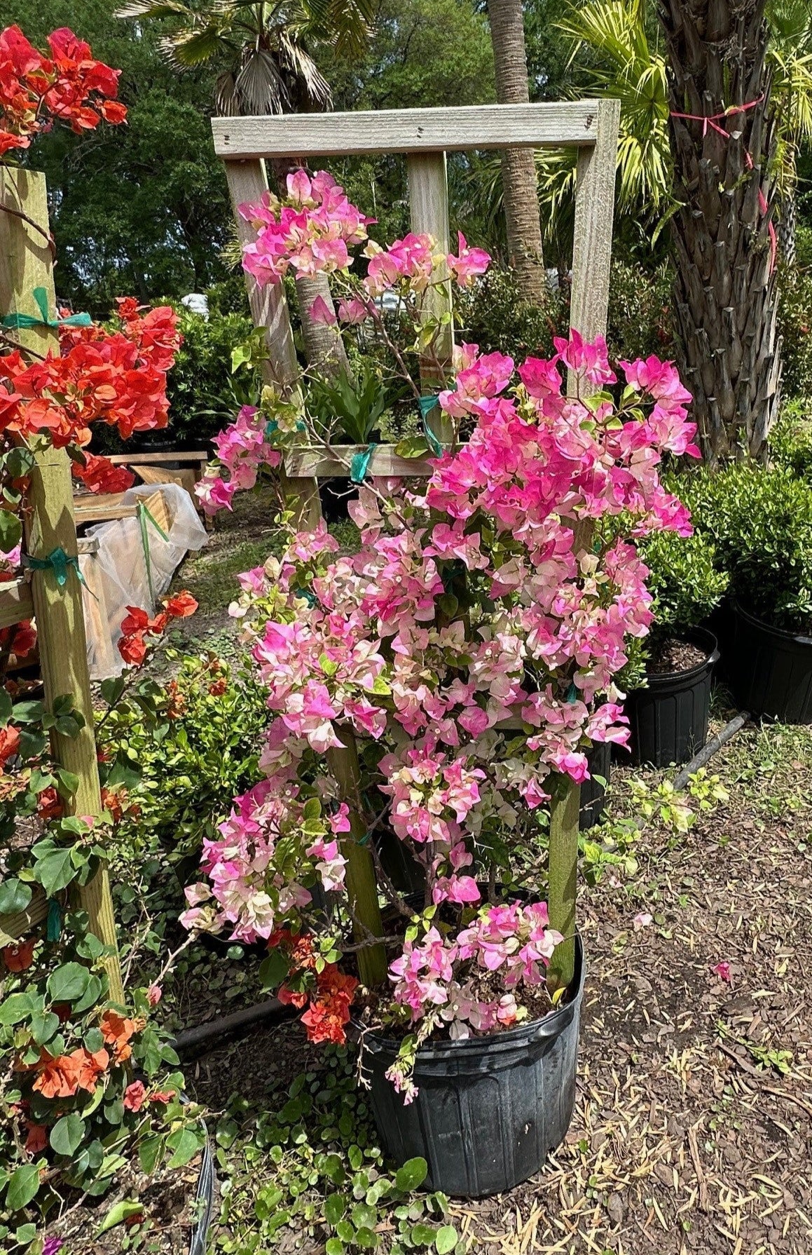 pink Bougainvillea on trellis