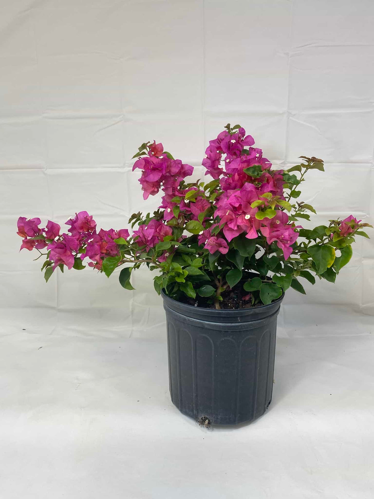 1-gallon plant with pink flowers