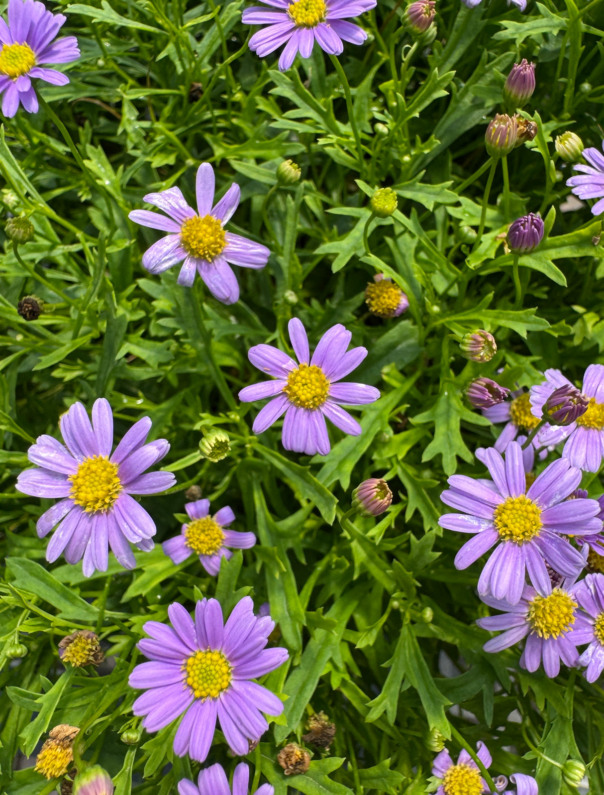 Brachyscome purple and yellow flowers