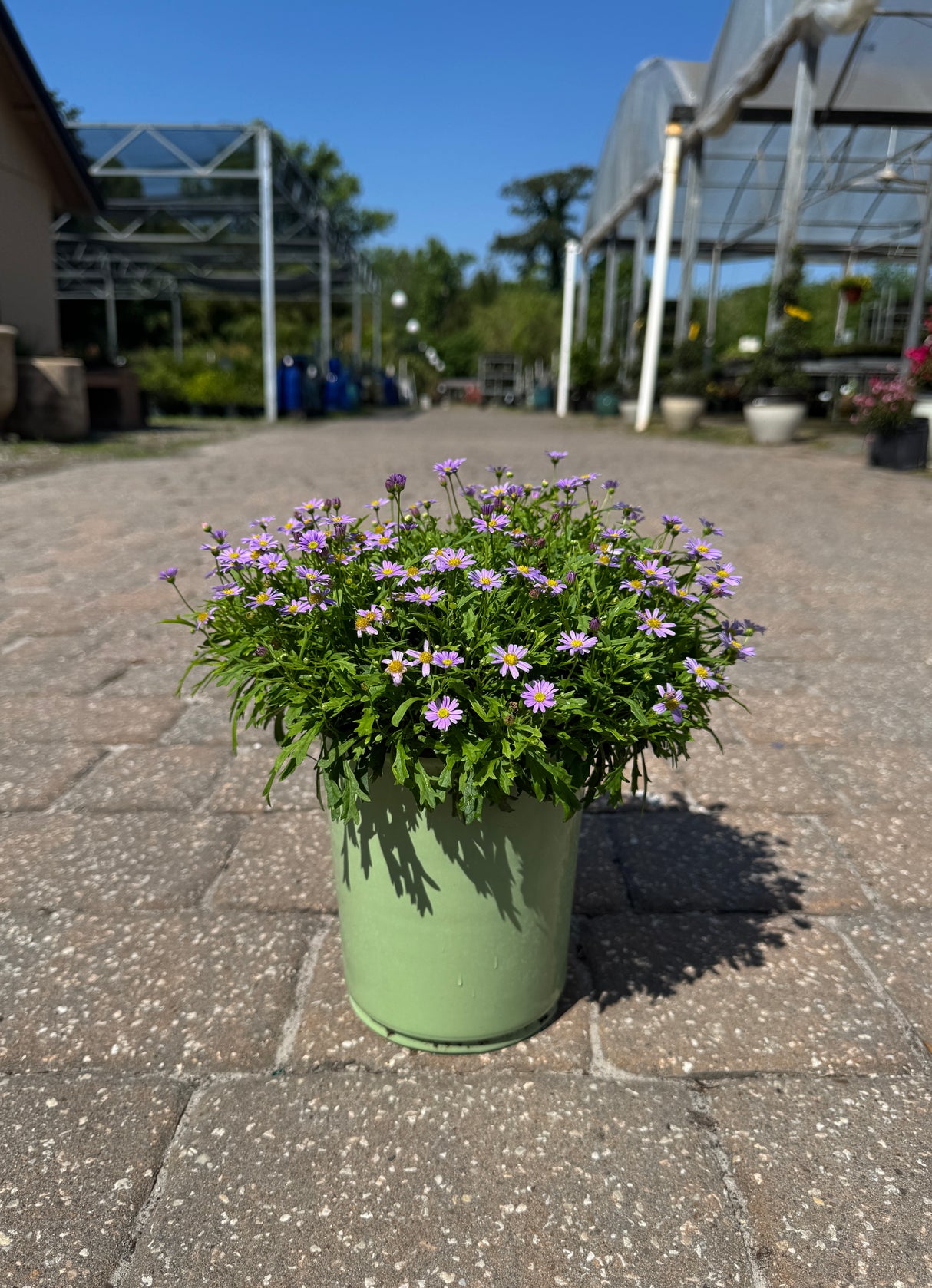 Brachyscome plant in green pot with purple flowers