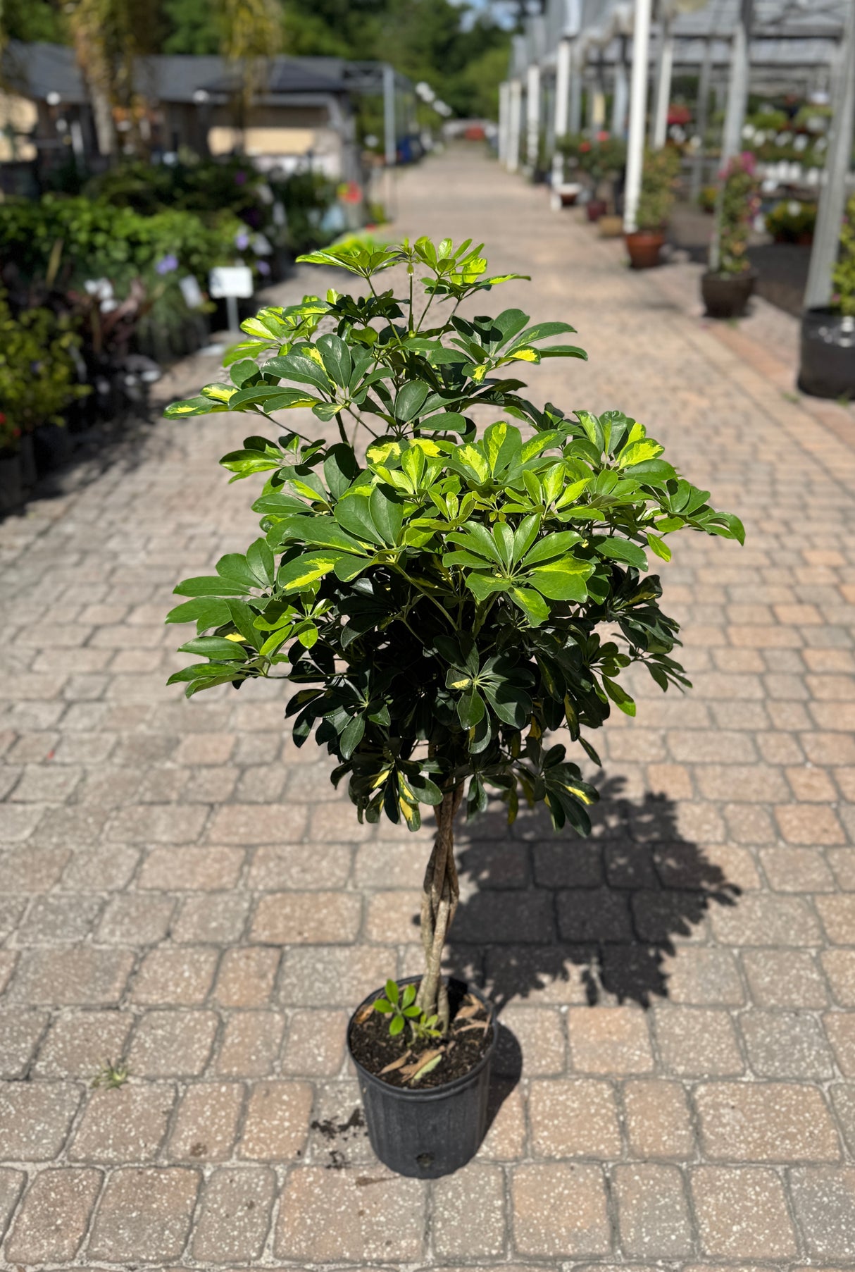 premium braided Ficus plant