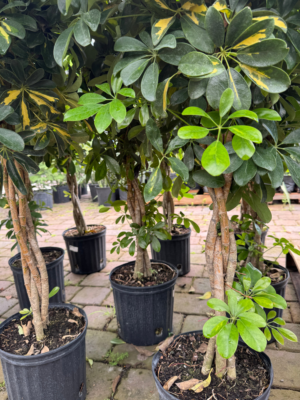braided Ficus trees at Liberty Landscape Supply