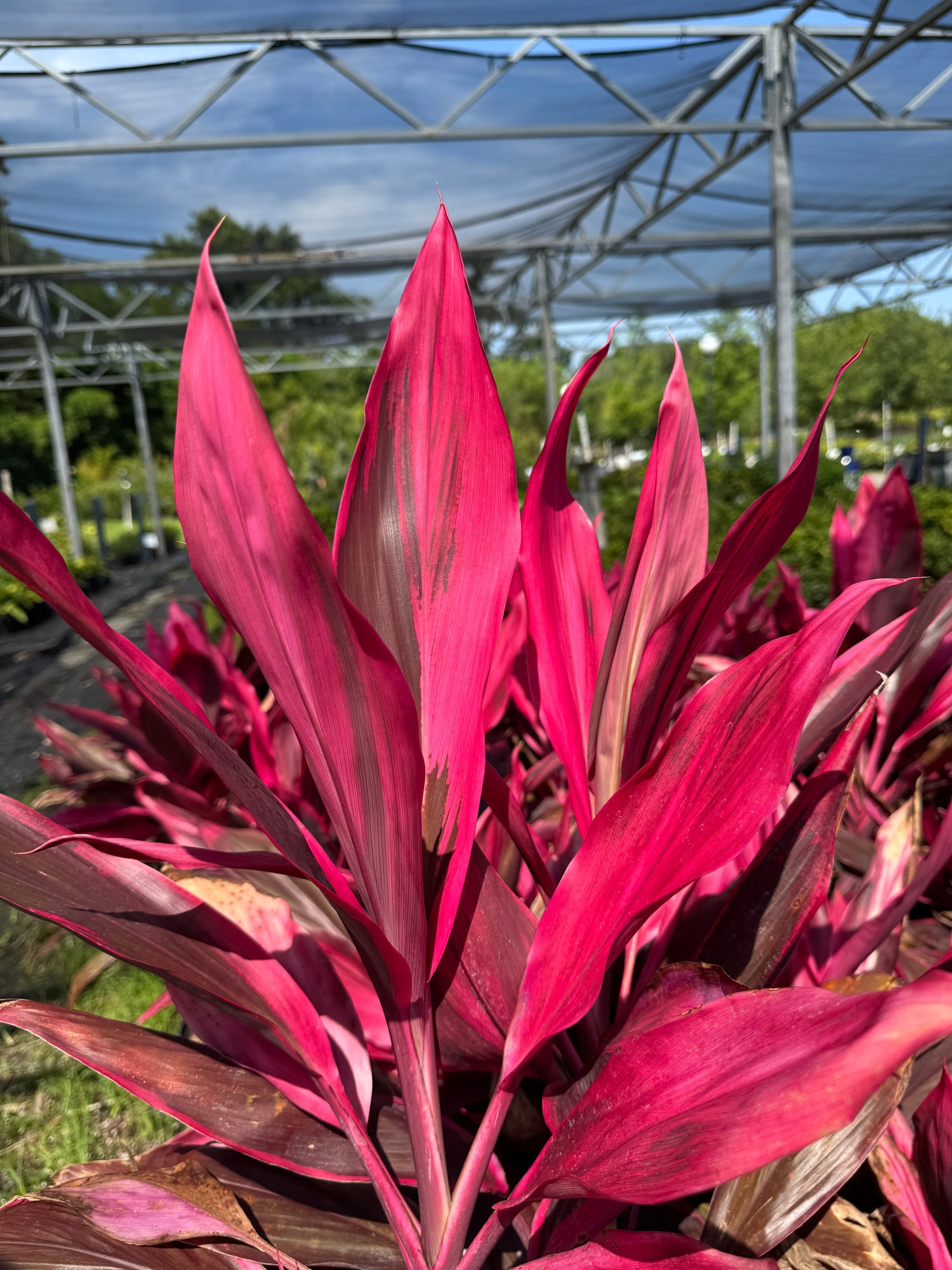 pink Cordyline leaves in the sun at nursery