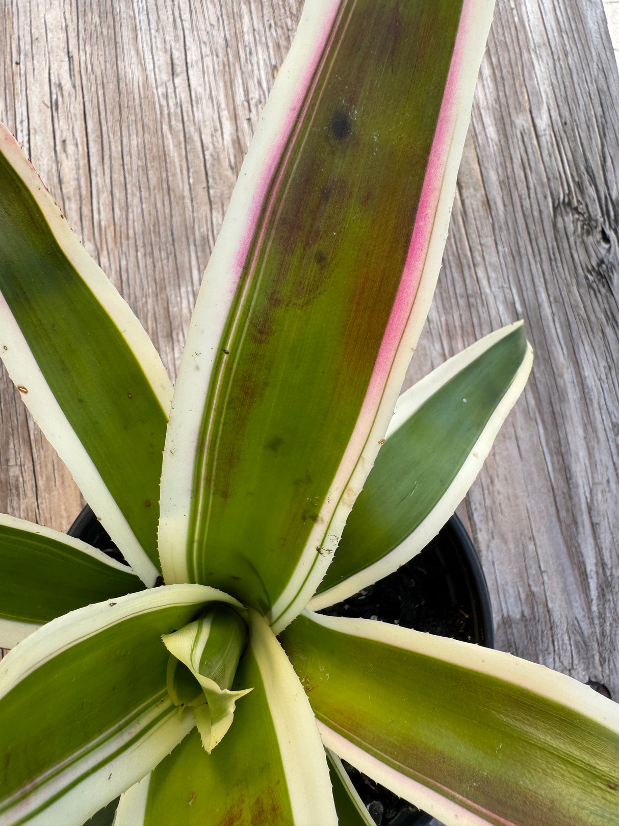 details of Bromeliad plant