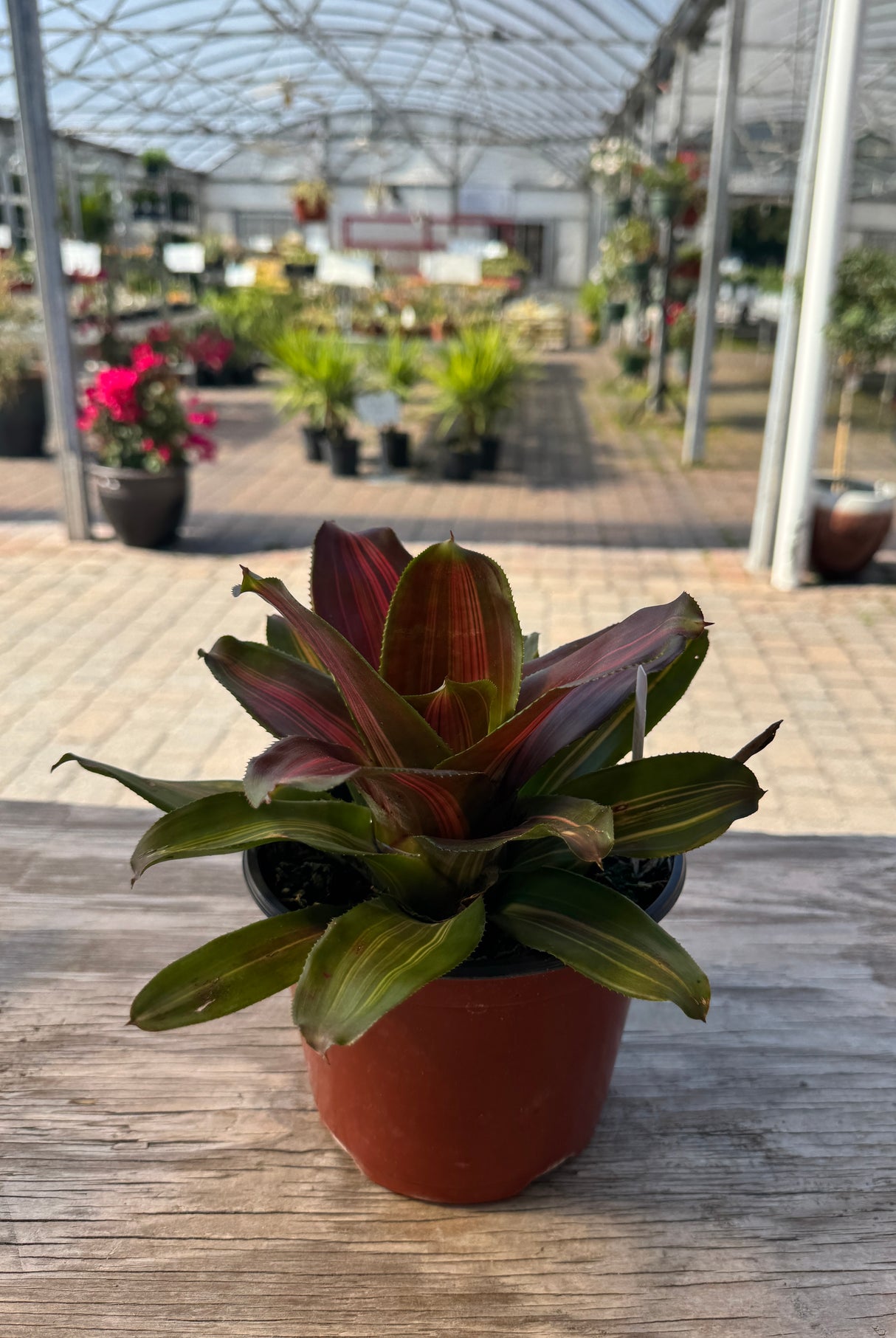 Bromeliad plant with green and pink stripes