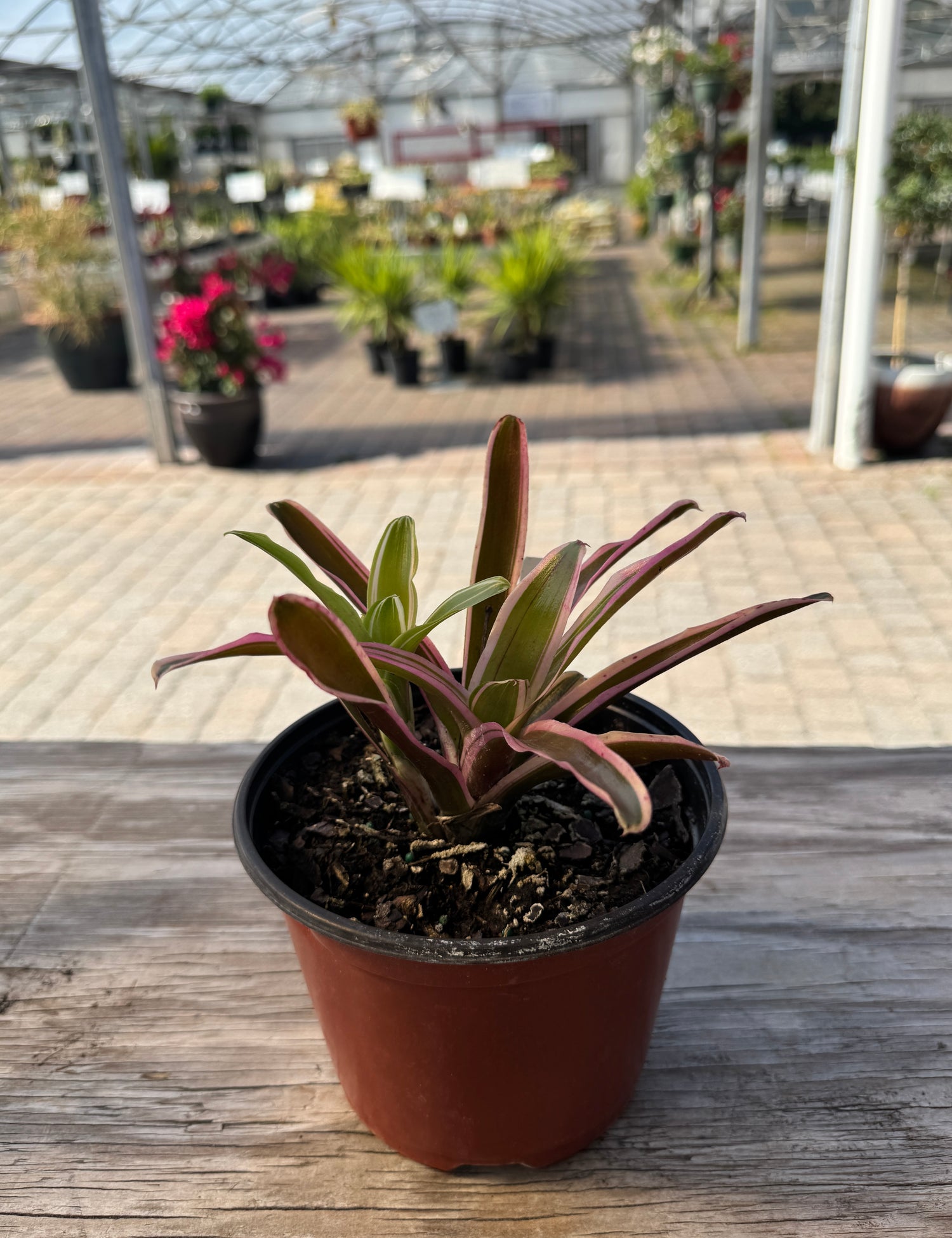 Bromeliad plant before flowering
