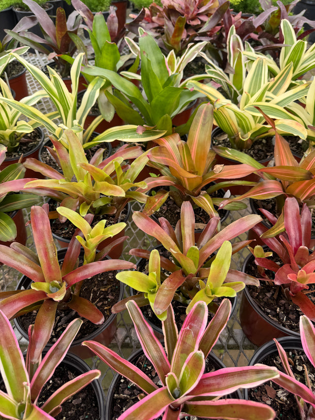 Bromeliad varieties ready to bloom