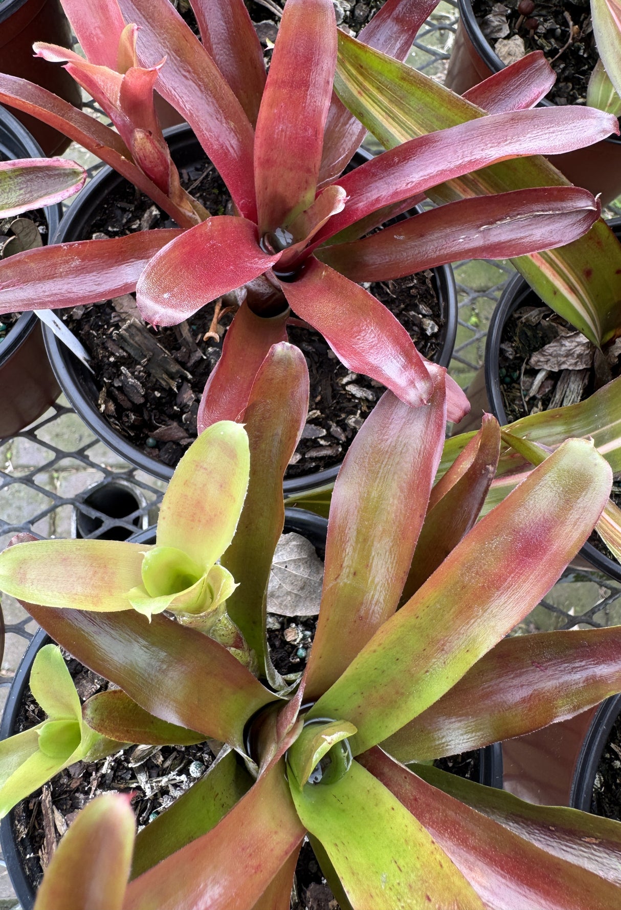Bromeliad plant with variety of colors