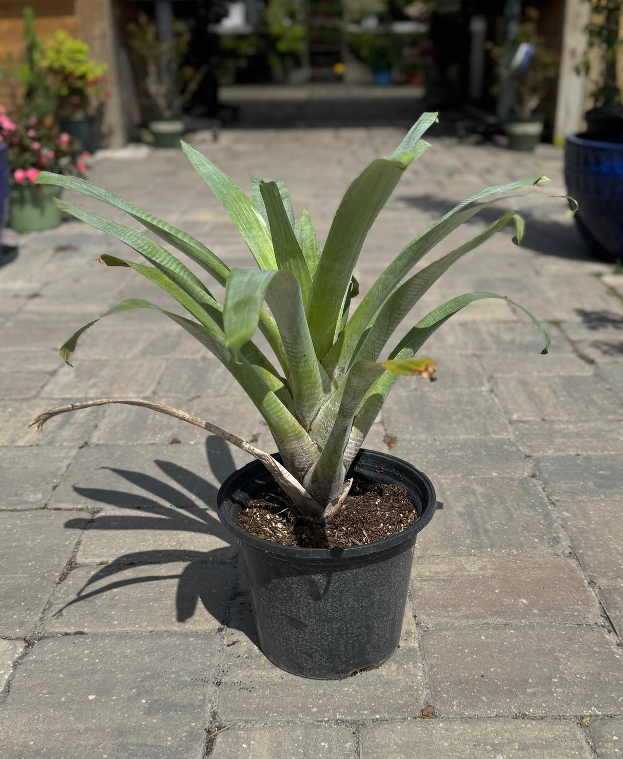 large Bromeliad at Liberty Landscape Supply