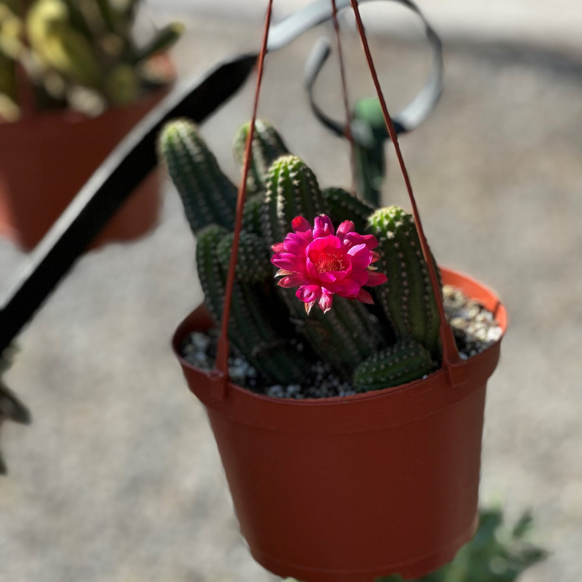 hanging succulent plant with pink flowers Succulent Hanging Basket – Liberty Landscape Supply