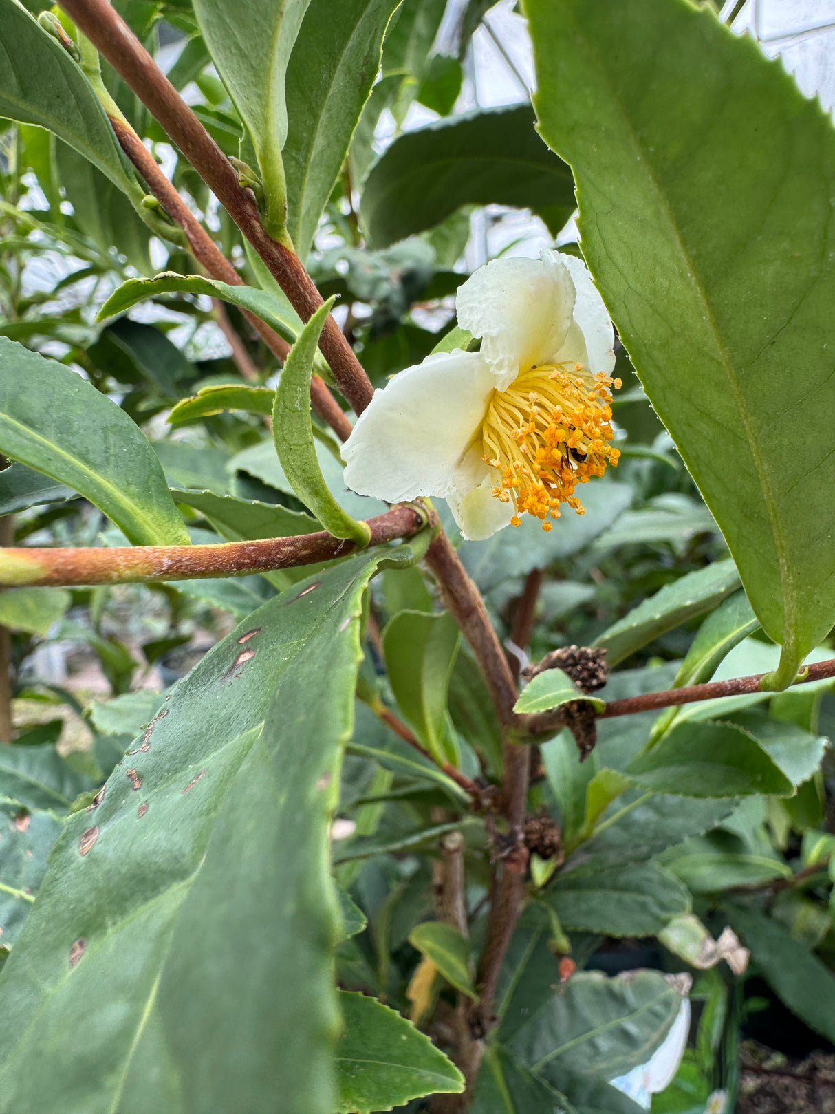 Camellia Tea flower at Liberty Landscape Supply