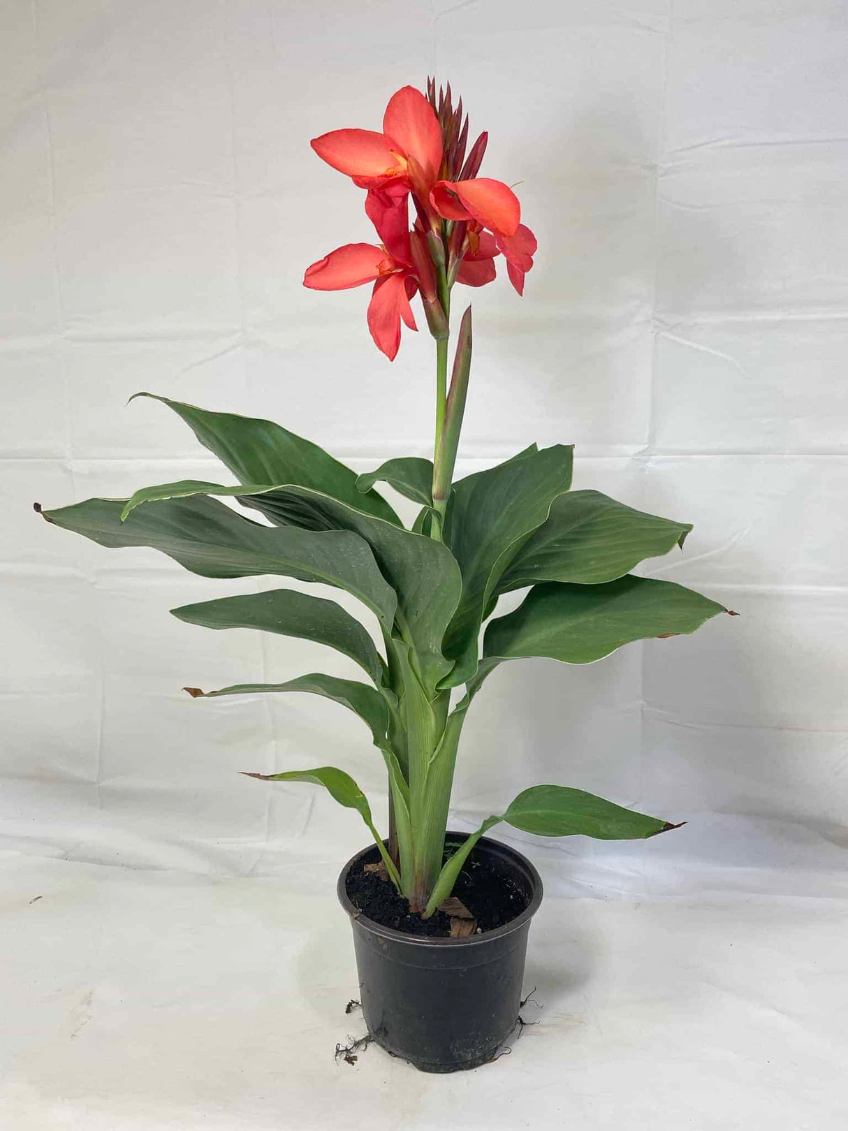 canna lily in one-gallon pot at Liberty