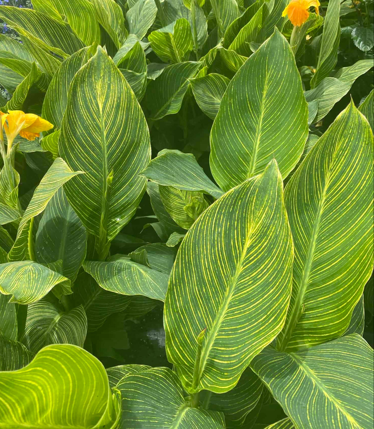 variegated canna lilly leaves