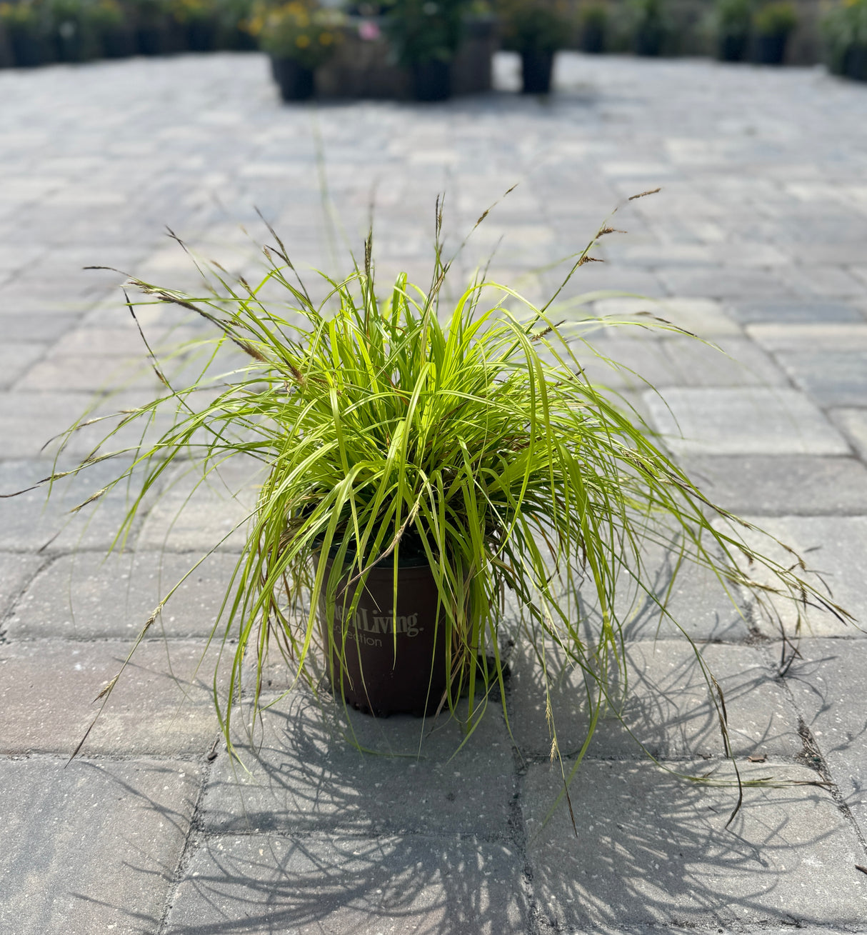 Carex plant in one gallon pot