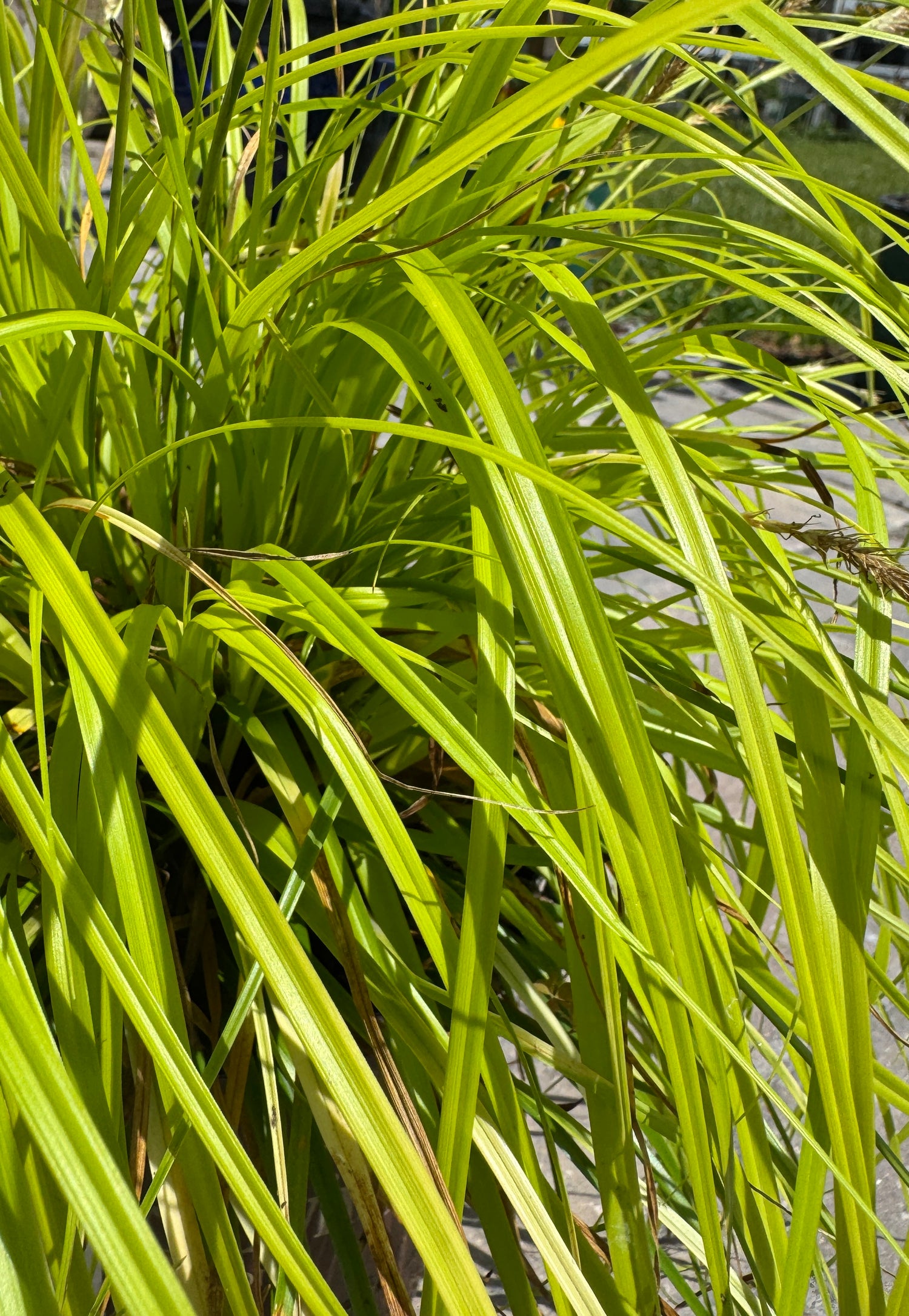 bright green Carex grass