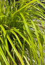 bright green Carex grass
