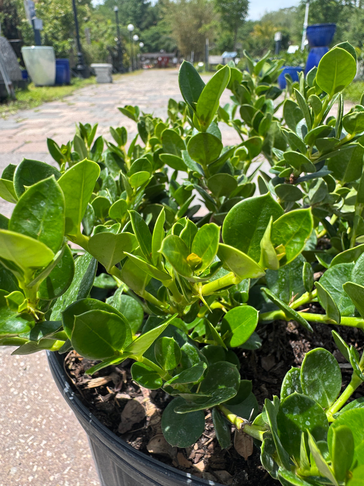 detailed leaves of Carissa Emerald Blanket
