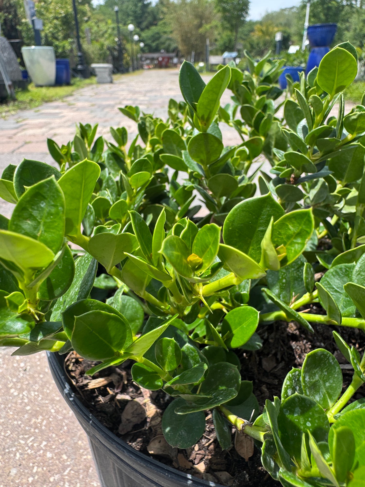 detailed leaves of Carissa Emerald Blanket