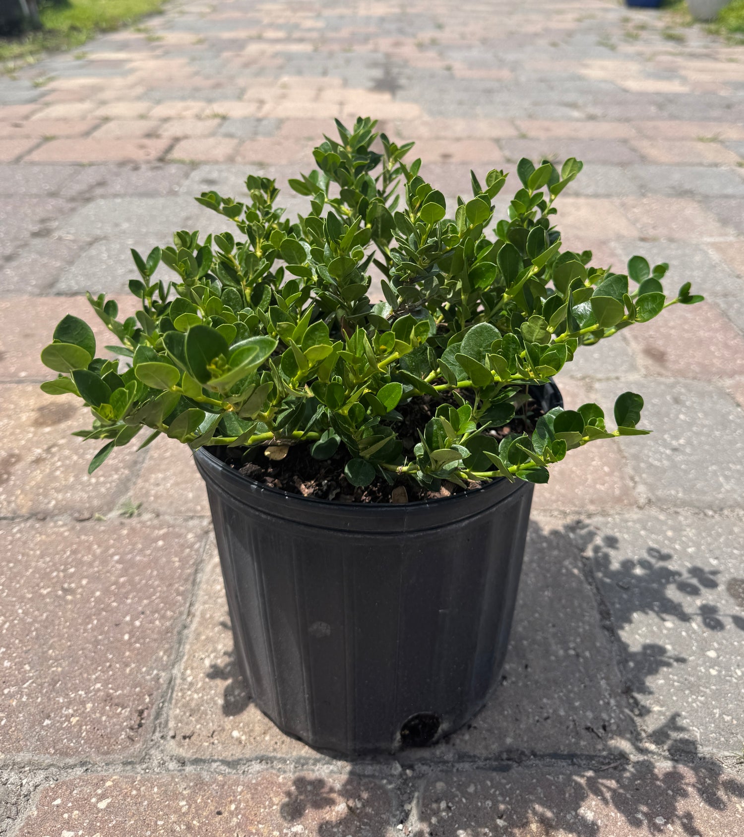 Carissa Emerald Blanket in three gallon pot