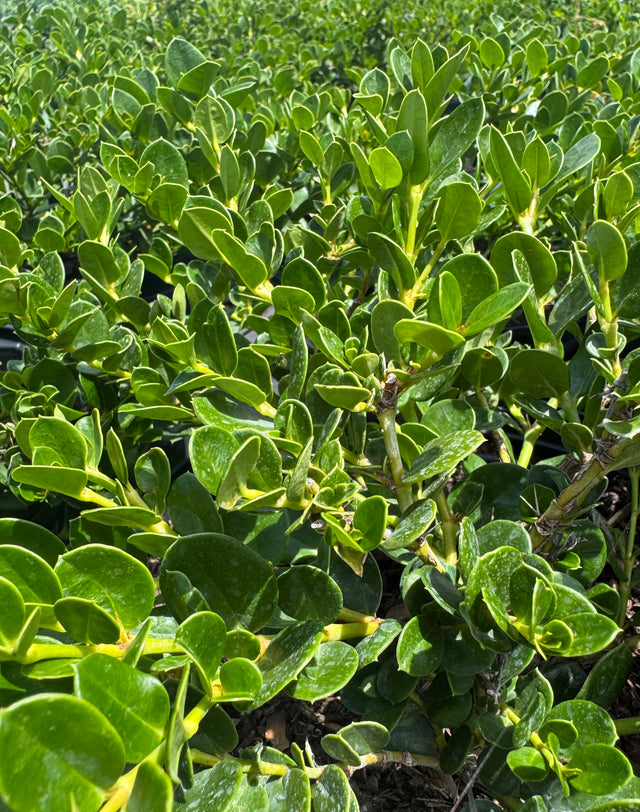Carissa Emerald Blanket covering ground