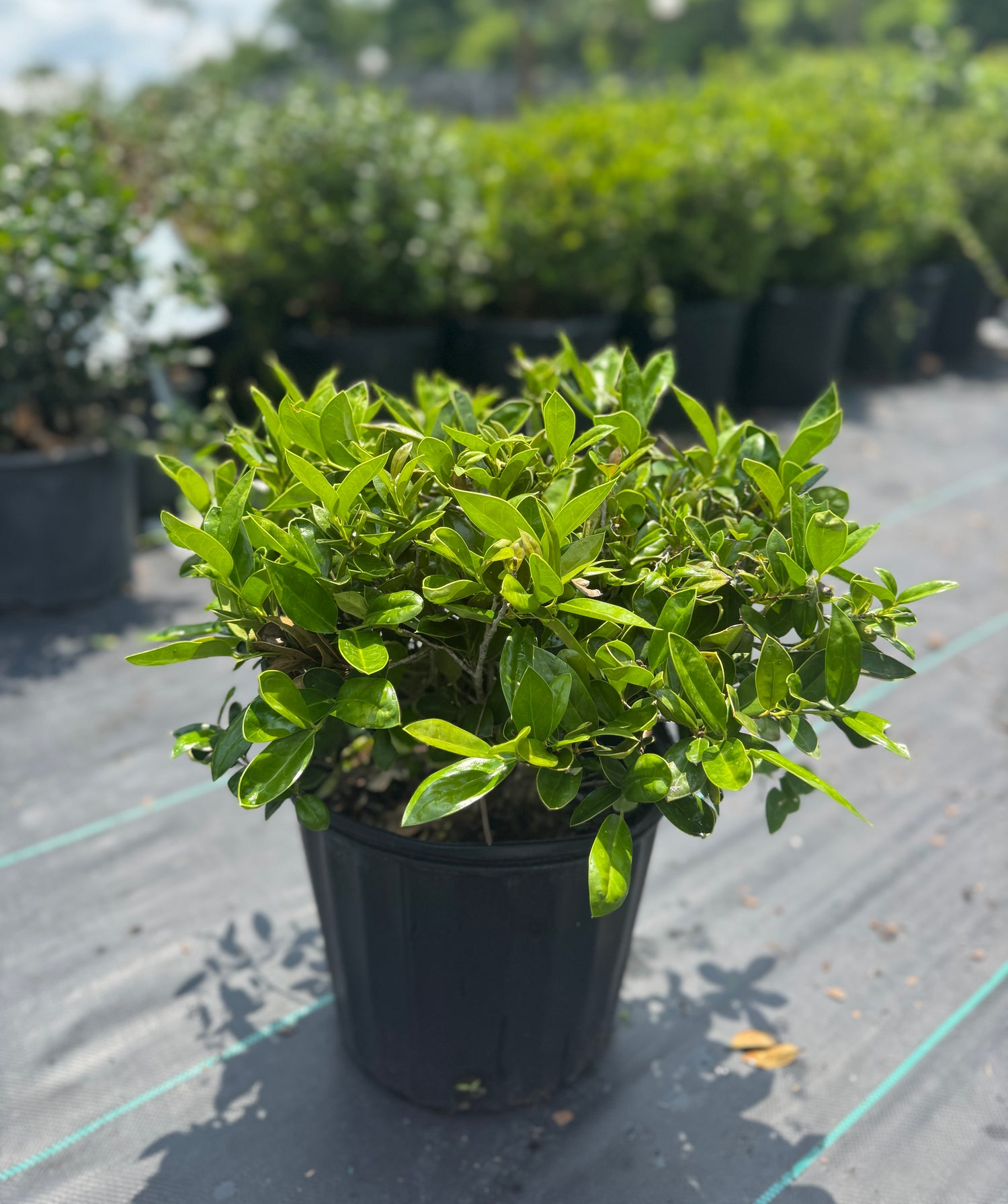 Carissa Holly in three-gallon pot