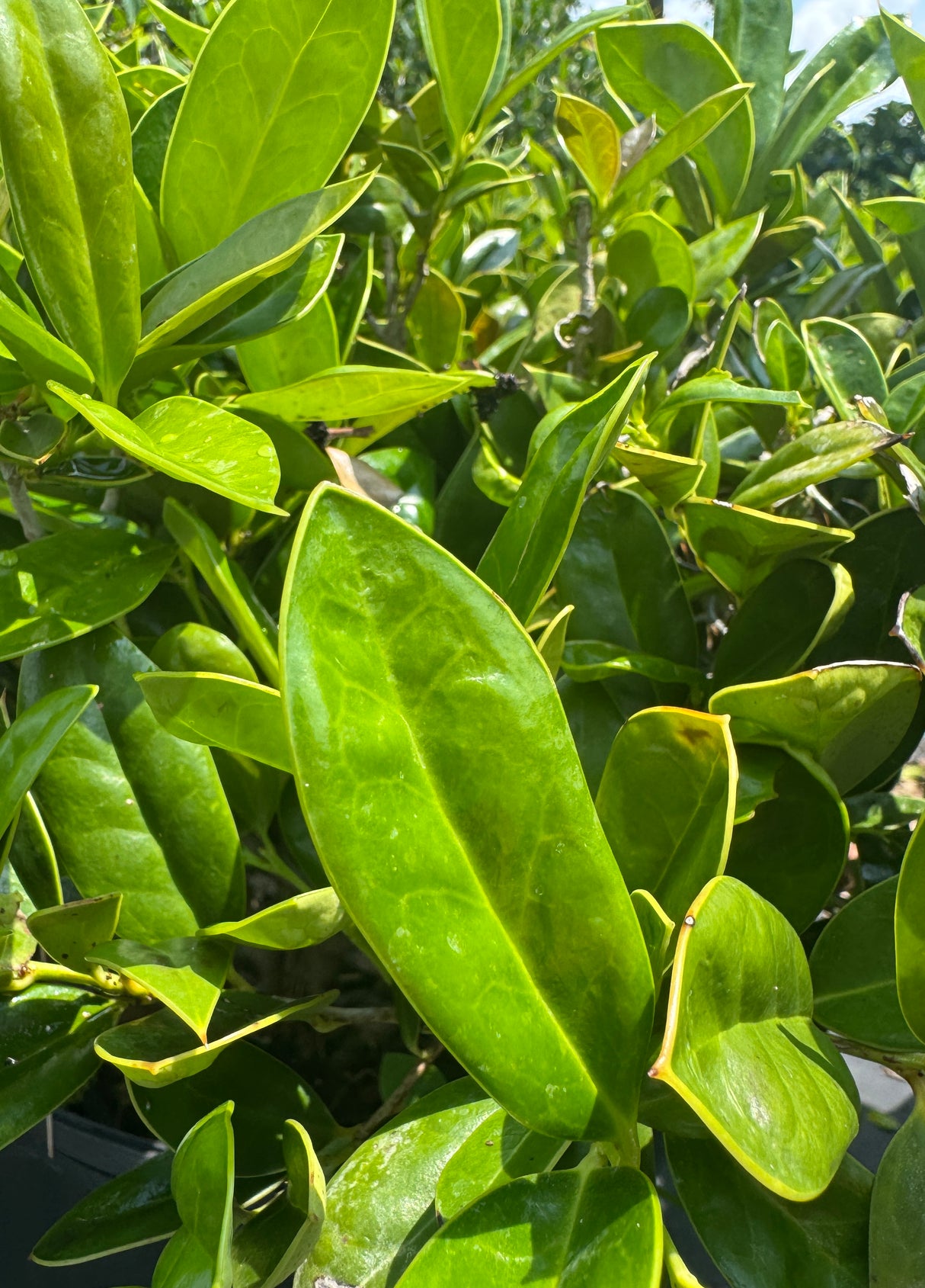 Carissa Holly bright green leaves