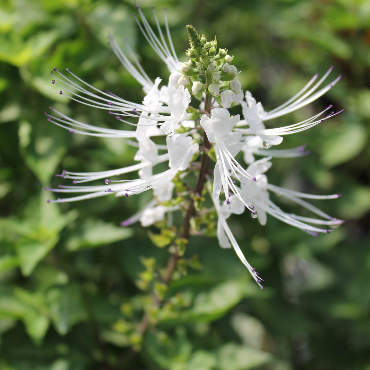 Cat's Whiskers – Liberty Landscape Supply