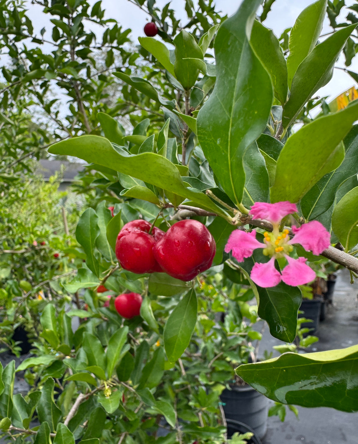 Red fruits and pink flowers on a green plant